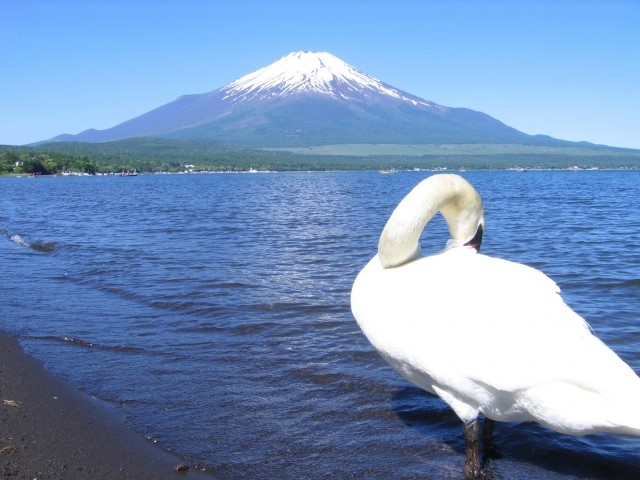 白鳥は夜に飛ぶの 魚や米も食べる 渡り鳥なの 渡り鳥には疲れにくい理由があった