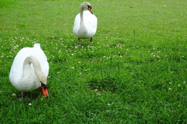 白鳥は夜に飛ぶの 魚や米も食べる 渡り鳥なの 渡り鳥には疲れにくい理由があった