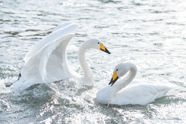 白鳥は夜に飛ぶの 魚や米も食べる 渡り鳥なの 渡り鳥には疲れにくい理由があった