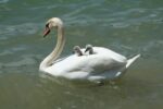 白鳥が雛を背中に乗せている