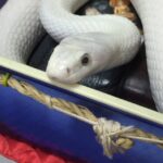 縁起の良い白蛇