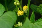 小豆の花