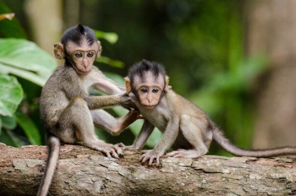 ペットとしてのサルの飼育の注意点