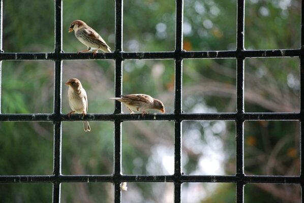 窓にぶつかる鳥